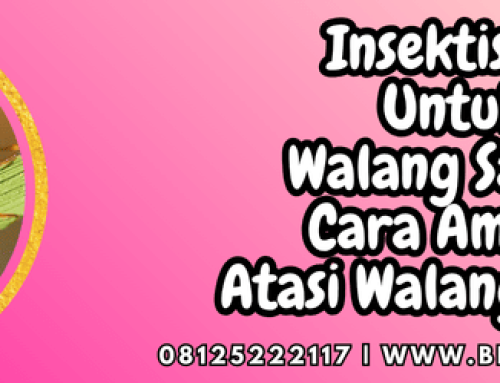 Insektisida Untuk Walang Sangit Cara Ampuh Atasi Walang Sangit