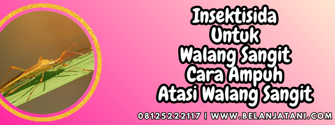 insektisida untuk walang sangit,insektisida,walang sangit,hama,belanja tani