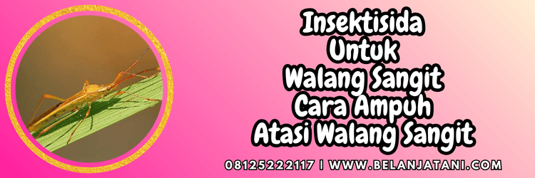 insektisida untuk walang sangit,insektisida,walang sangit,hama,belanja tani