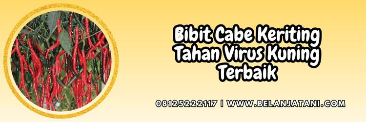 bibit cabe,bibit cabe keriting,benih,cabai,cabai keriting,belanja tani