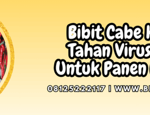 Bibit Cabe Keriting Tahan Virus Kuning Untuk Panen Maksimal