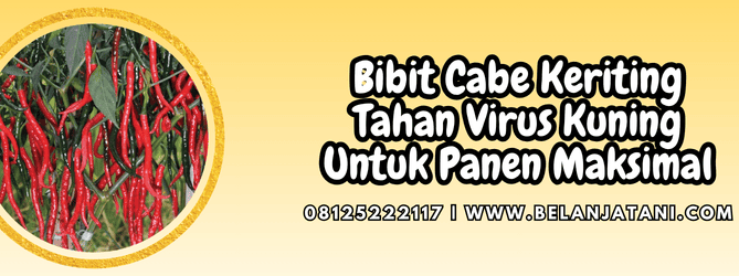 bibit cabe keriting tahan virus kuning,bibit,cabe,cabe keriting,virus kuning,belanja tani