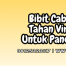 bibit cabe keriting tahan virus kuning,bibit,cabe,cabe keriting,virus kuning,belanja tani