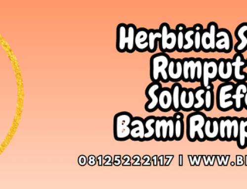 Herbisida Sistemik Rumput Teki Solusi Efektif Basmi Rumput Teki