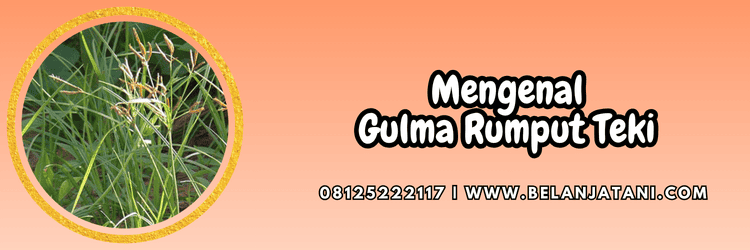 gulma,rumput,rumput liar,teki,belanja tani