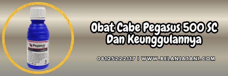 pestisida,insektisida,pestisida jenis insektisida,cabai,belanja tani