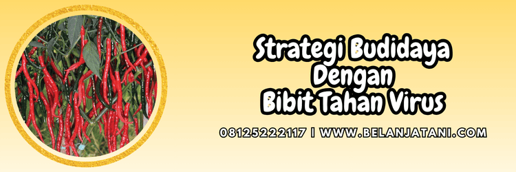 strategi,budidaya,tanaman,budidaya tanaman,belanja tani