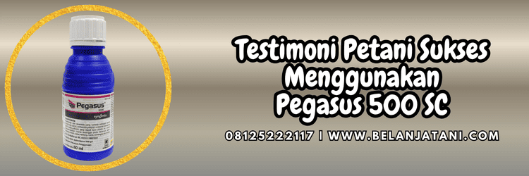 testimoni,petani,budidaya,budidaya cabe,belanja tani