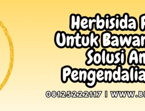 Herbisida Rumpas Untuk Bawang Merah Solusi Ampuh Pengendalian Gulma