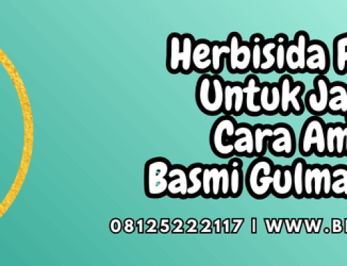 Herbisida Rumpas Untuk Jagung Cara Ampuh Basmi Gulma Jagung
