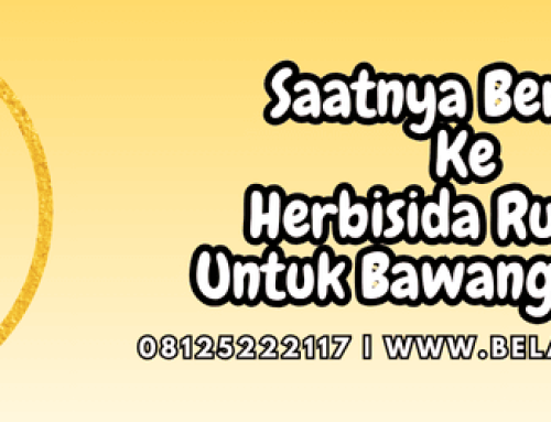 Herbisida Rumpas Untuk Bawang Merah Solusi Ampuh Pengendalian Gulma