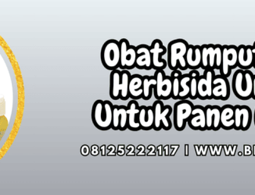 Obat Rumput Convey Herbisida Unggulan Untuk Panen Maksimal