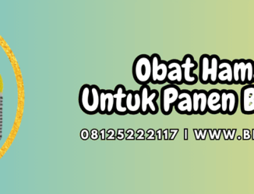 Obat Hama Padi Untuk Panen Berkualitas