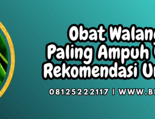 Obat Walang Sangit Paling Ampuh Untuk Padi Rekomendasi Untuk Petani
